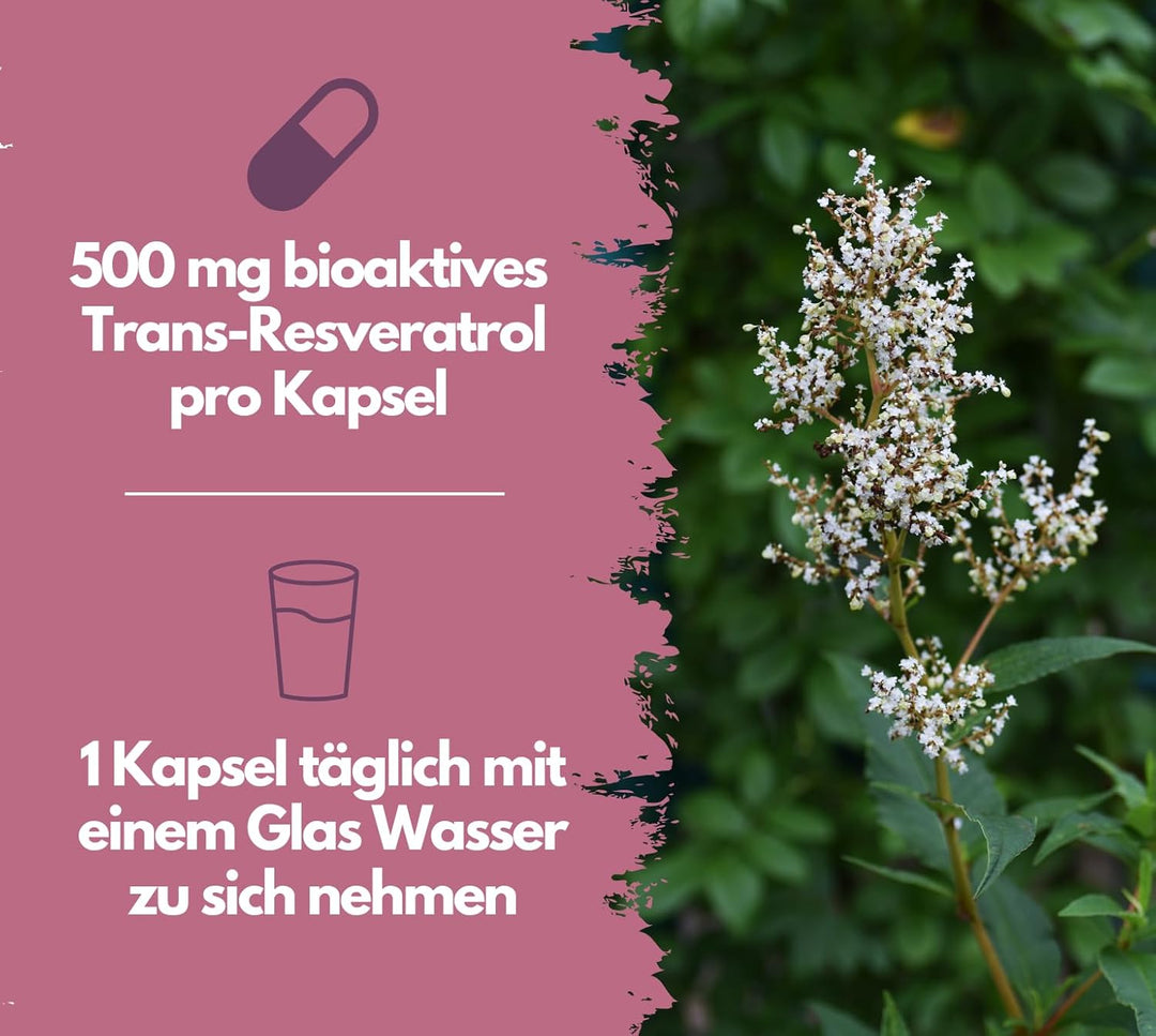 Resveratrol Kapseln, 500mg pro Kapsel, vegan von EXVital