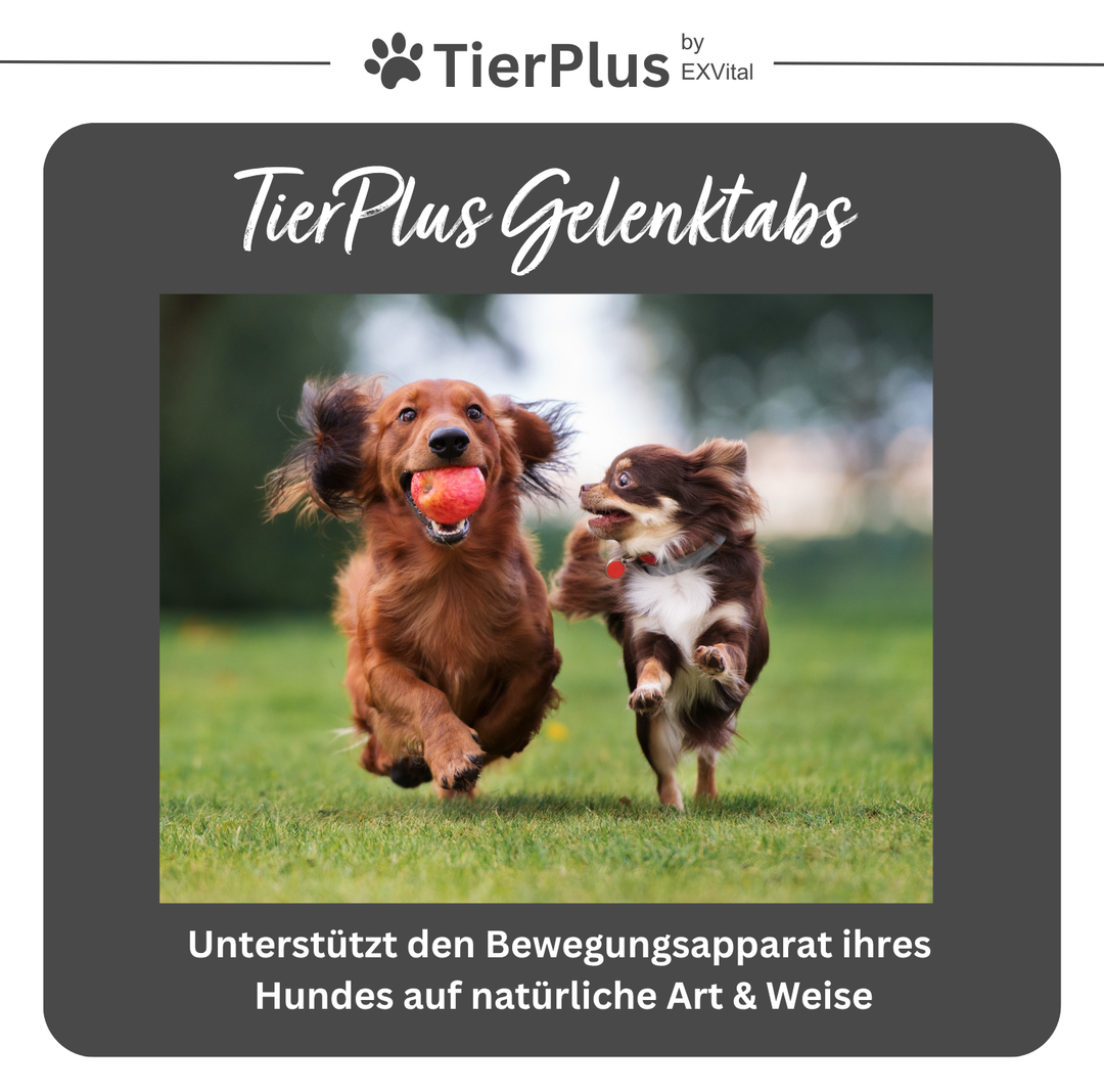 Grünlippmuschel Plus - Gelenktabletten für Hunde