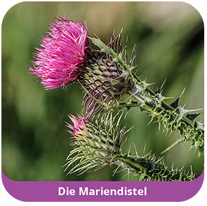 mariendistel_ebc_2