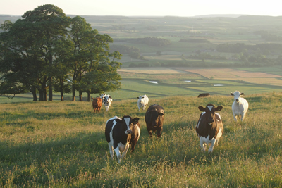 Eine Herde Kühe auf einer Weide